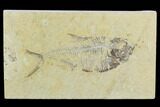 Bargain, Fossil Fish (Diplomystus) - Green River Formation #119955-1